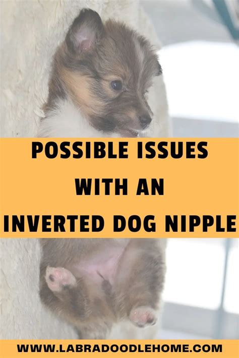 inverted dog nipple|Inverted Dog Nipple: Should You be Wo.